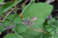 Scutellaria guatemalensis