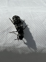 Creophilus maxillosus