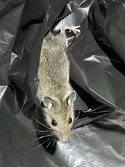 Peromyscus sonoriensis