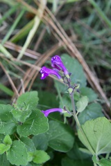 Scutellaria guatemalensis