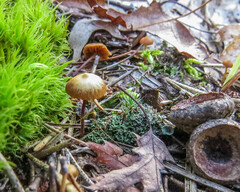 Galerina paludosa