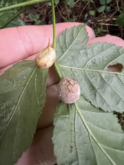 Neolasioptera farinosa