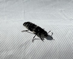 Creophilus maxillosus