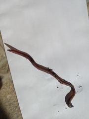 Lumbricus terrestris
