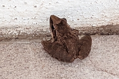 Ptychadena anchietae