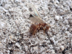 Brachymyrmex obscurior