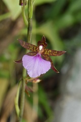 Rhynchostele bictoniensis