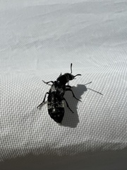 Creophilus maxillosus