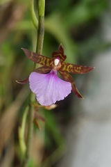 Rhynchostele bictoniensis