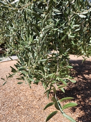Olea europaea