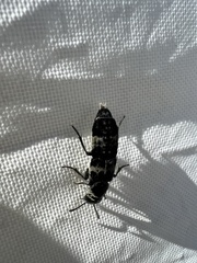 Creophilus maxillosus