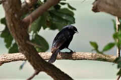 Melaenornis pammelaina