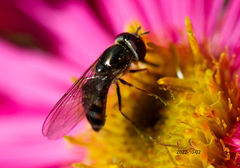 Platycheirus trichopus