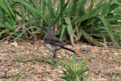 Motacilla capensis capensis