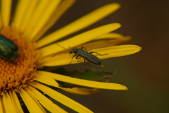 Oedemeridae