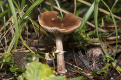 Cyclocybe