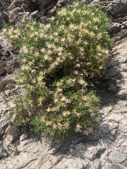 Ericameria parryi affinis