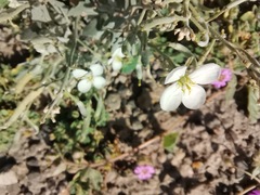 Nerisyrenia camporum