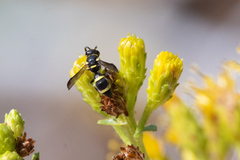 Parancistrocerus declivatus