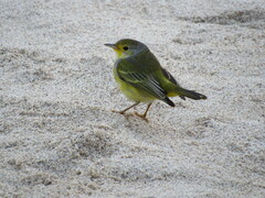 Setophaga petechia aureola