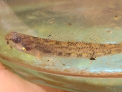 Etheostoma stigmaeum