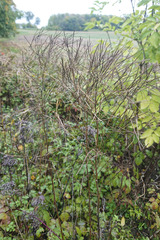 Sisymbrium strictissimum