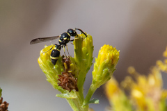 Parancistrocerus declivatus