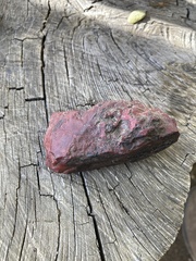 Ganoderma oregonense