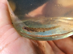 Etheostoma stigmaeum