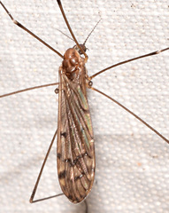Neolimonia rara