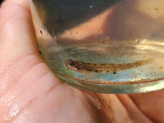 Etheostoma stigmaeum