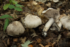 Tricholoma bresadolanum