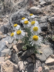 Erigeron pumilus