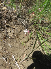 Clarkia similis