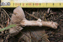 Cyclocybe