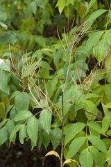 Sisymbrium strictissimum