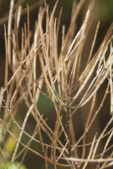 Sisymbrium strictissimum