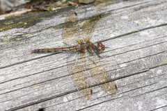 Sympetrum vulgatum