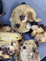 Suillus caerulescens