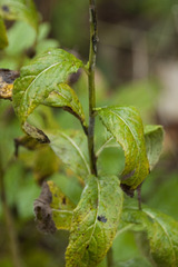 Sisymbrium strictissimum