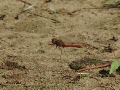 Sympetrum sanguineum
