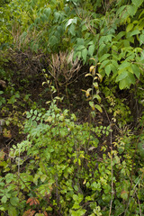 Sisymbrium strictissimum