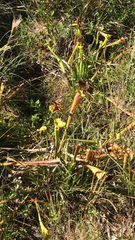 Sarracenia flava