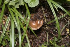 Cyclocybe