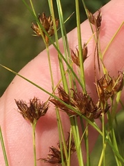 Rhynchospora gracilenta