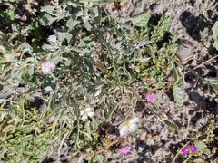 Nerisyrenia camporum