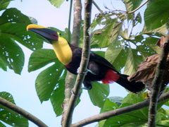 Ramphastos ambiguus