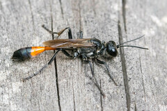 Ammophila sabulosa