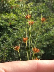 Rhynchospora gracilenta