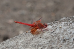Trithemis kirbyi